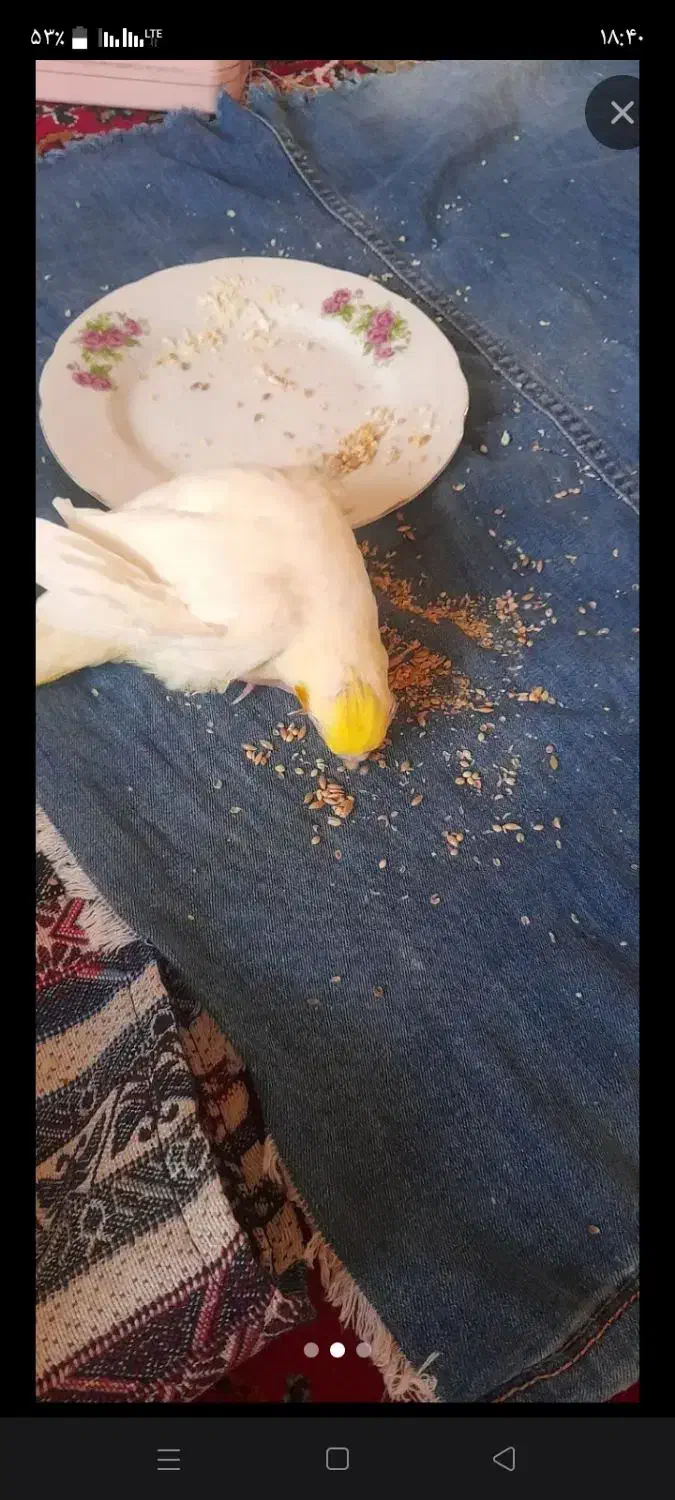 طوطی لوتینو|پرنده|هادی شهر, |دیوار