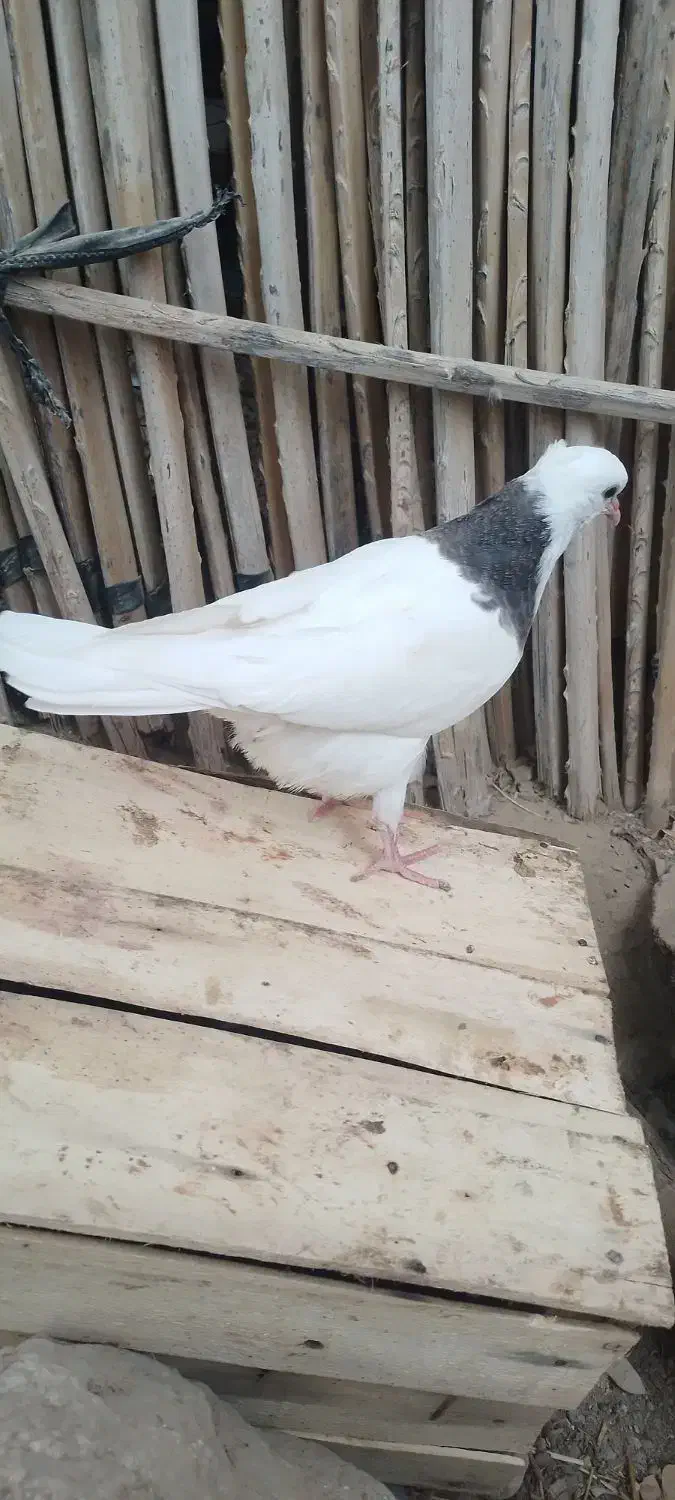 ۳تا جوجه طوقی فروشی|پرنده|جیرفت, |دیوار