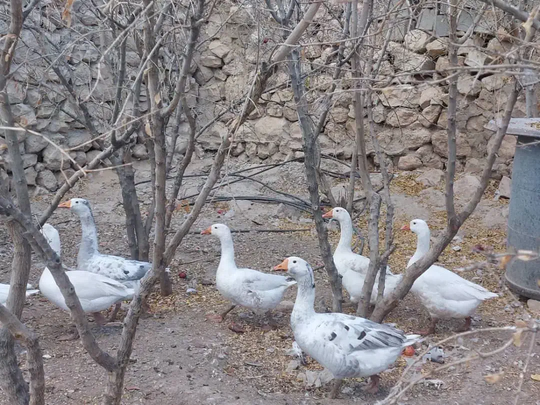 تعداد غاز سالم بزرگ و سرحال و بفروش میرسد|حیوانات مزرعه|شیراز, کیان آباد|دیوار