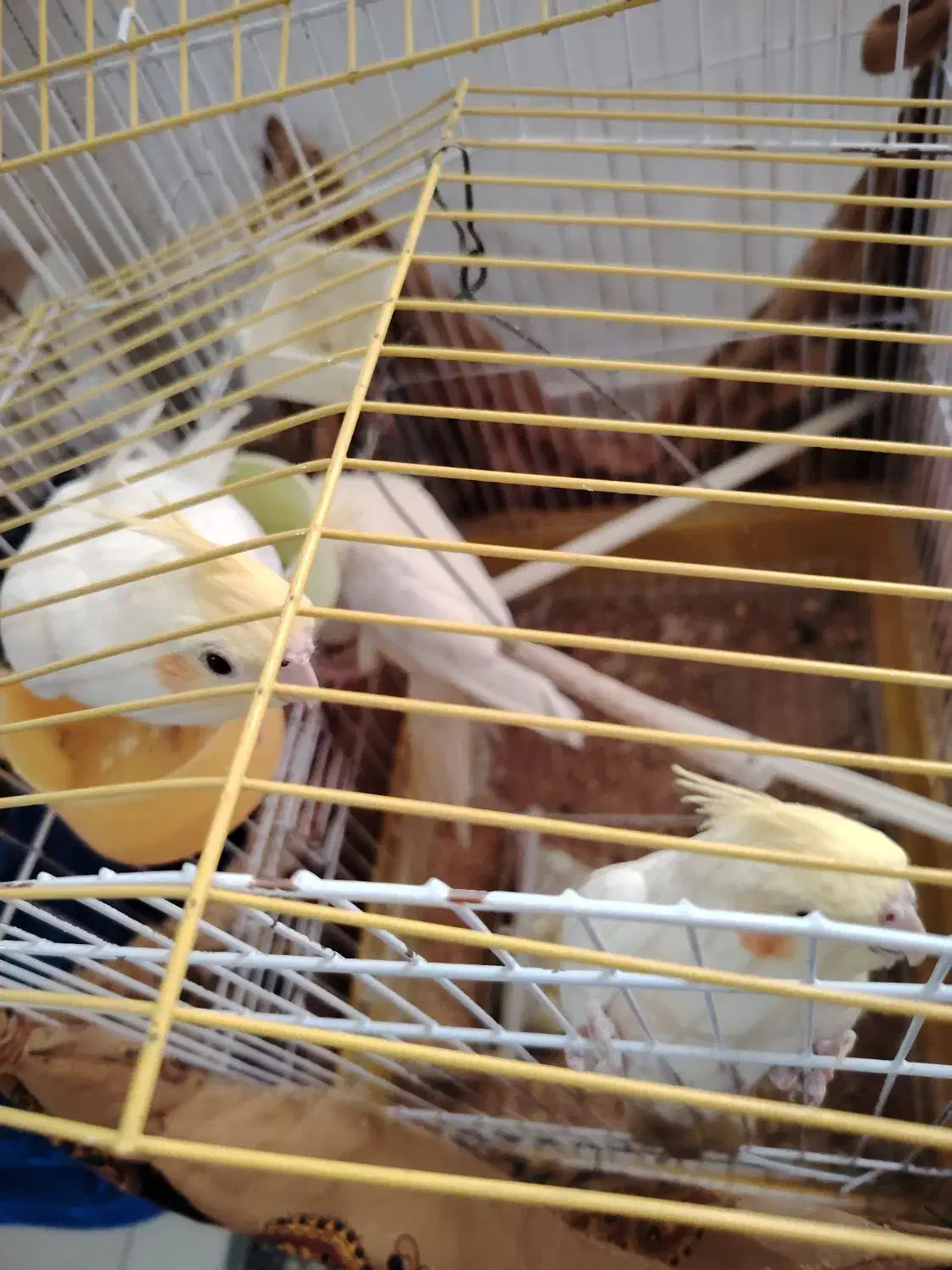 عروس هلندی|پرنده|پاکدشت, پاکدشت (مامازند)|دیوار