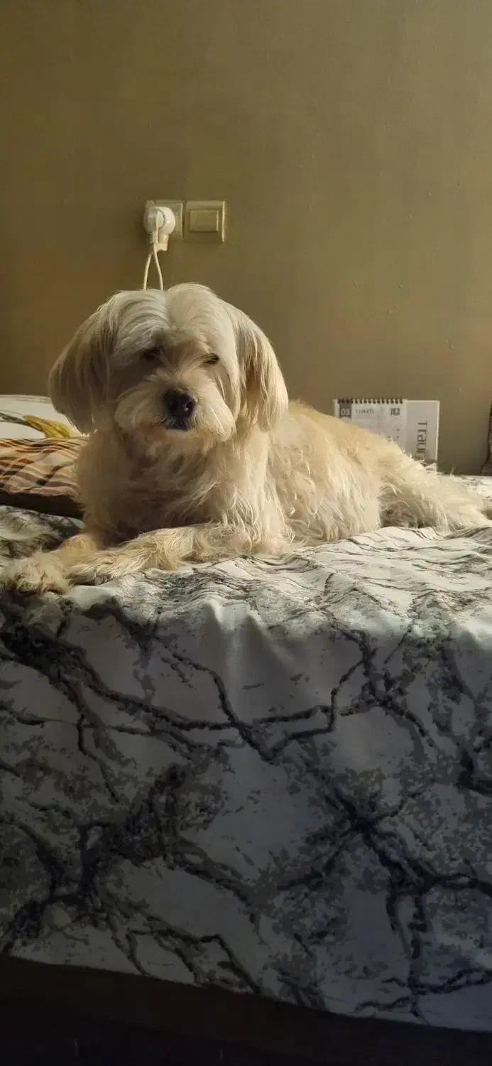 واگذاری سگ|سگ|اصفهان, خانه اصفهان|دیوار