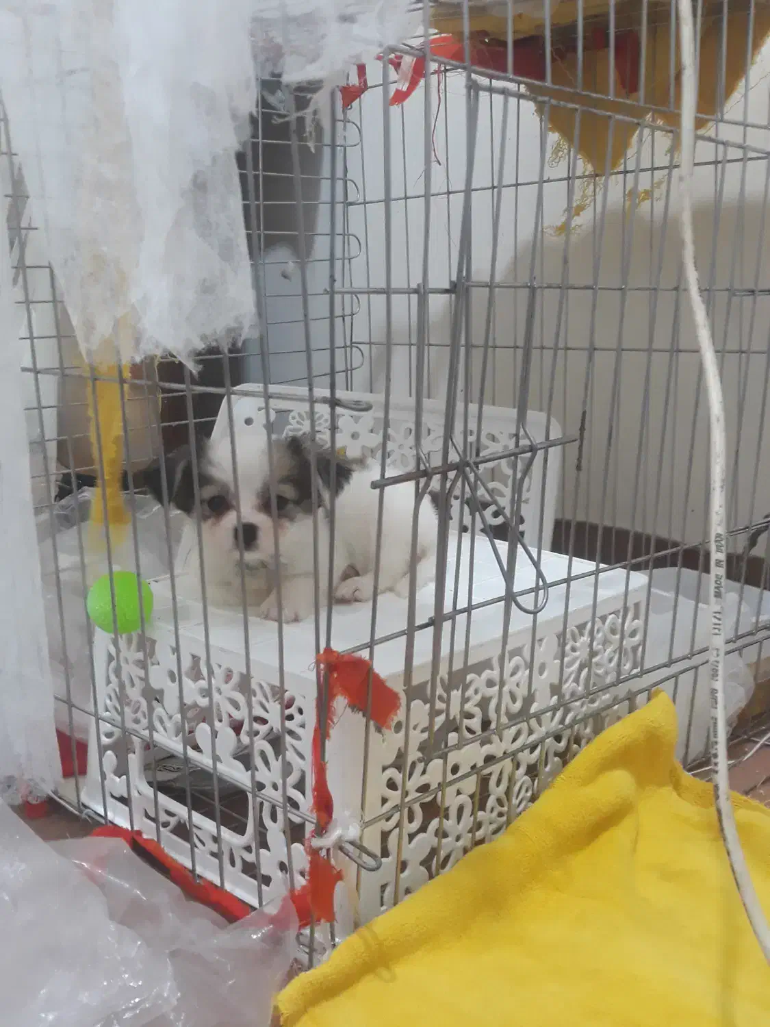 سگ نژاد کوچک|سگ|شیراز, اصلاح‌نژاد|دیوار