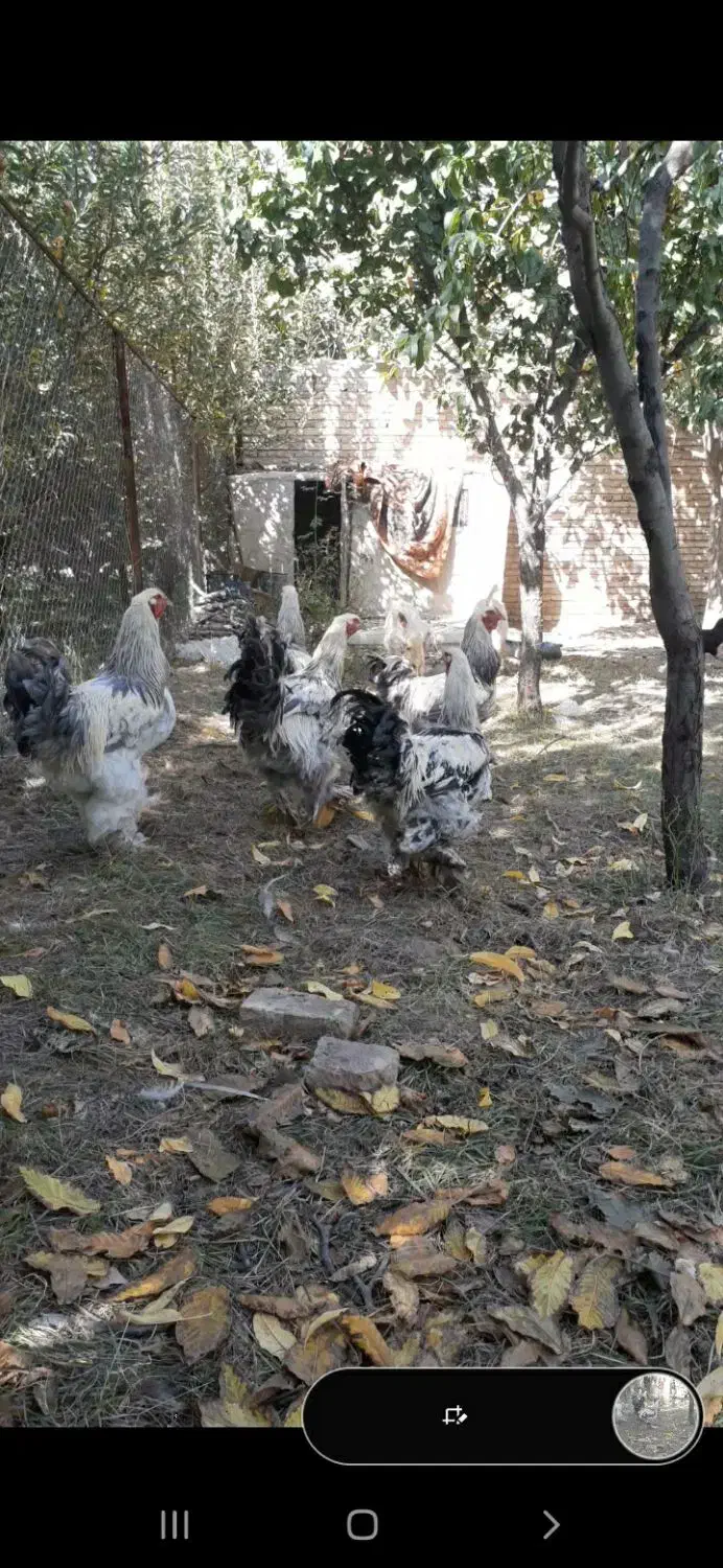 خروس برهمان|حیوانات مزرعه|سلماس, |دیوار