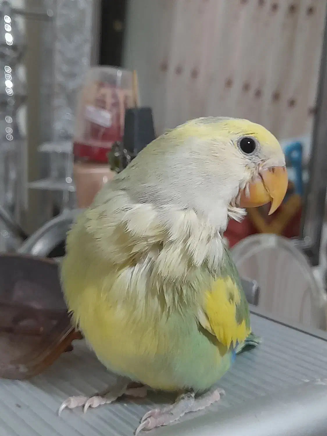 طوطی برزیلی خوشرنگ|پرنده|تهران, باشگاه نفت|دیوار