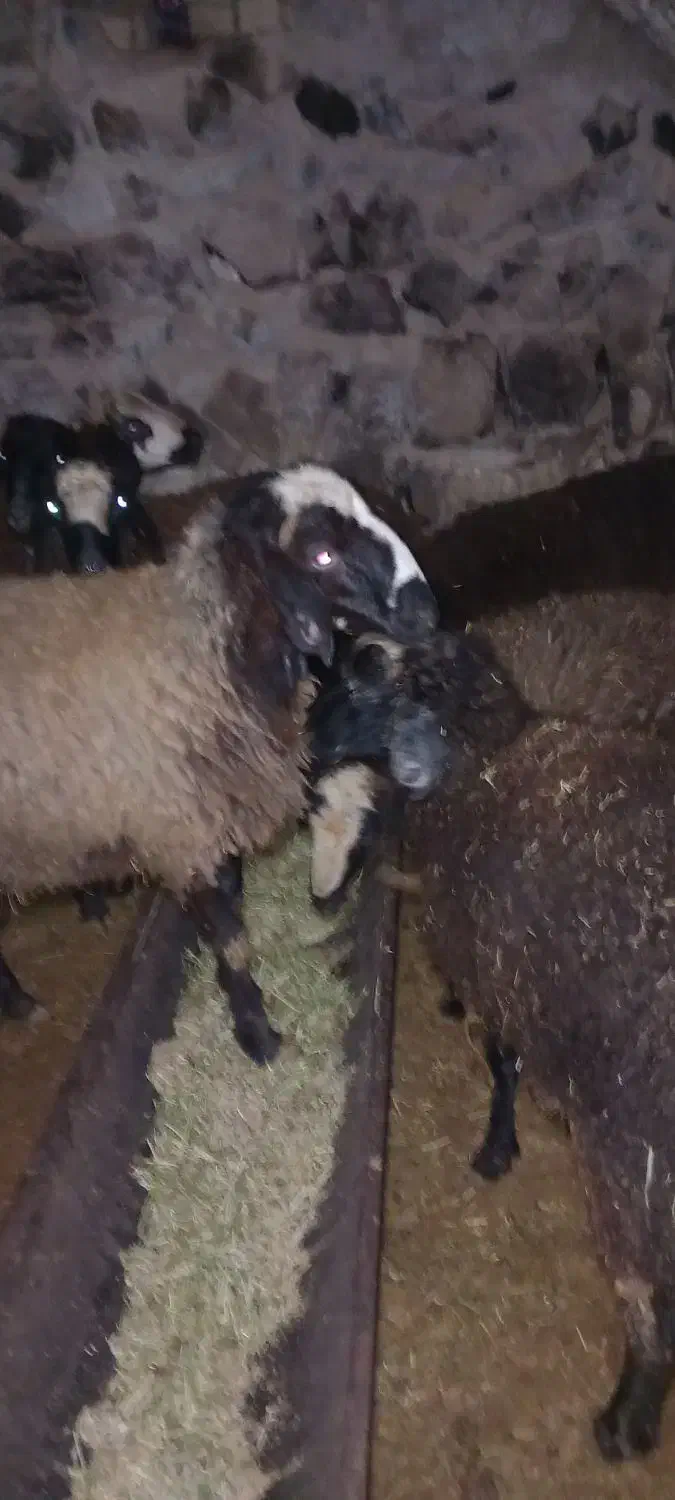 بره نر|حیوانات مزرعه|ضیاء آباد, |دیوار