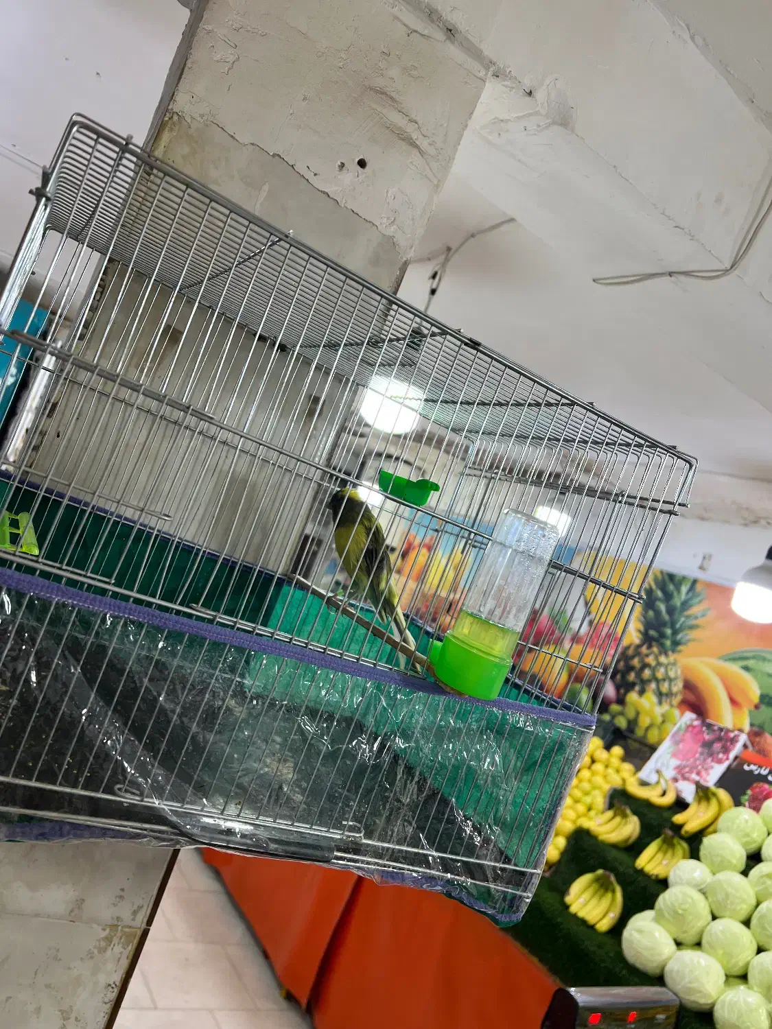 قناری رسمی|پرنده|سیرجان, |دیوار