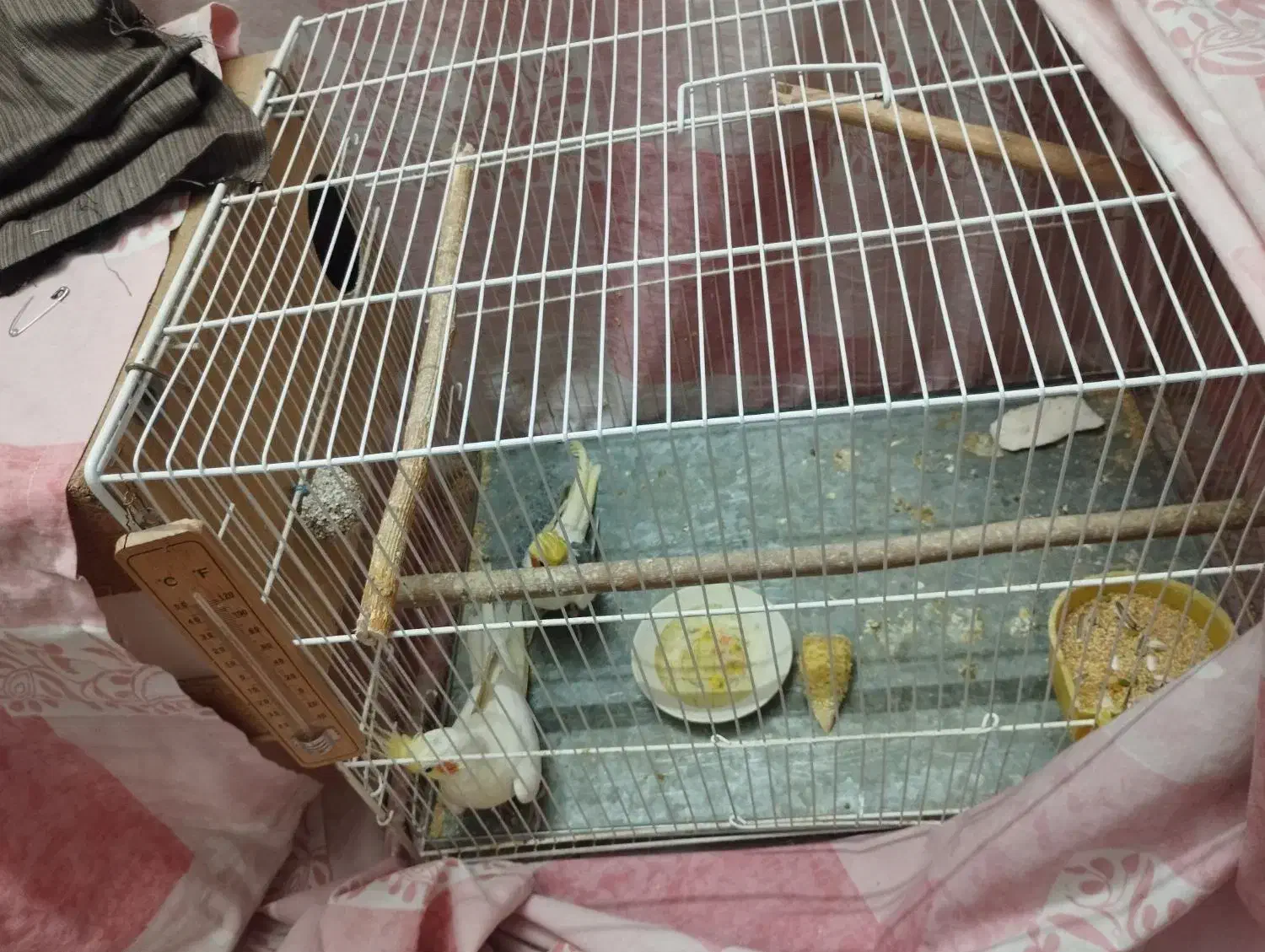 یک جفت عروس هلندی با جوجه|پرنده|سبزوار, قلعه‌نو دهزار|دیوار