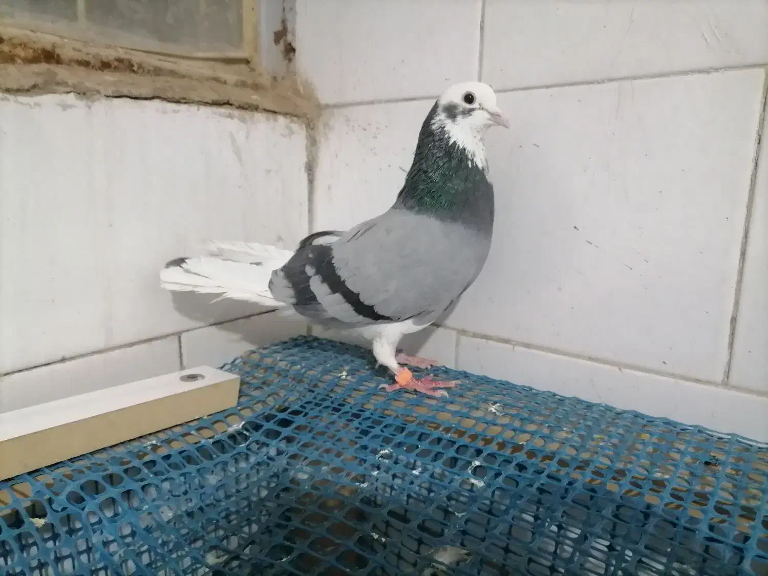 کفتر|پرنده|یزد, |دیوار