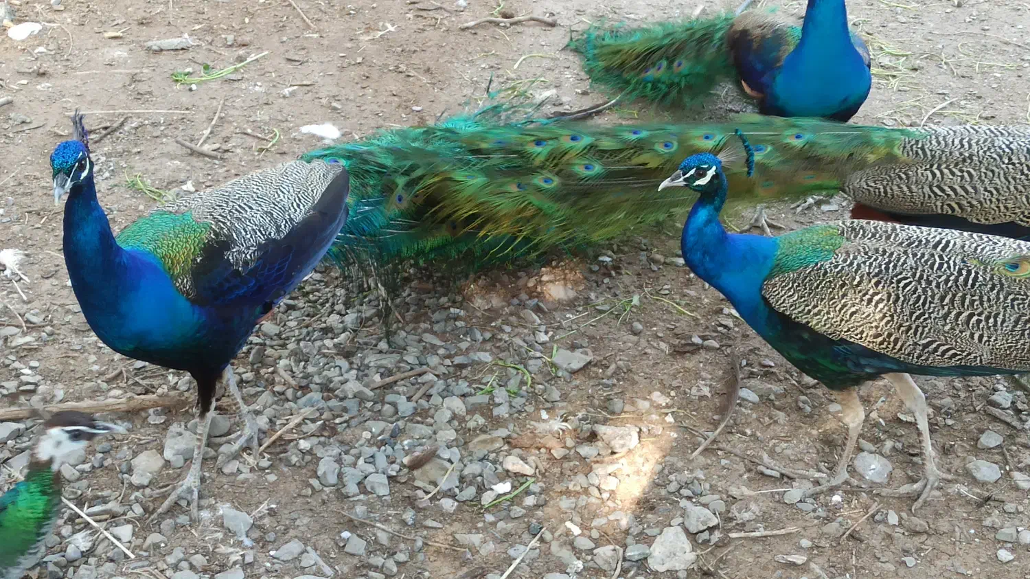 طاووس|پرنده|رودان, |دیوار