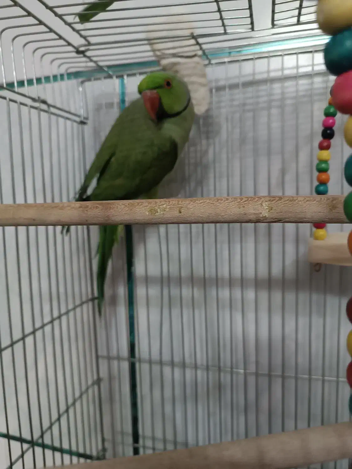 ملنگو|پرنده|اصفهان, عمان سامانی|دیوار