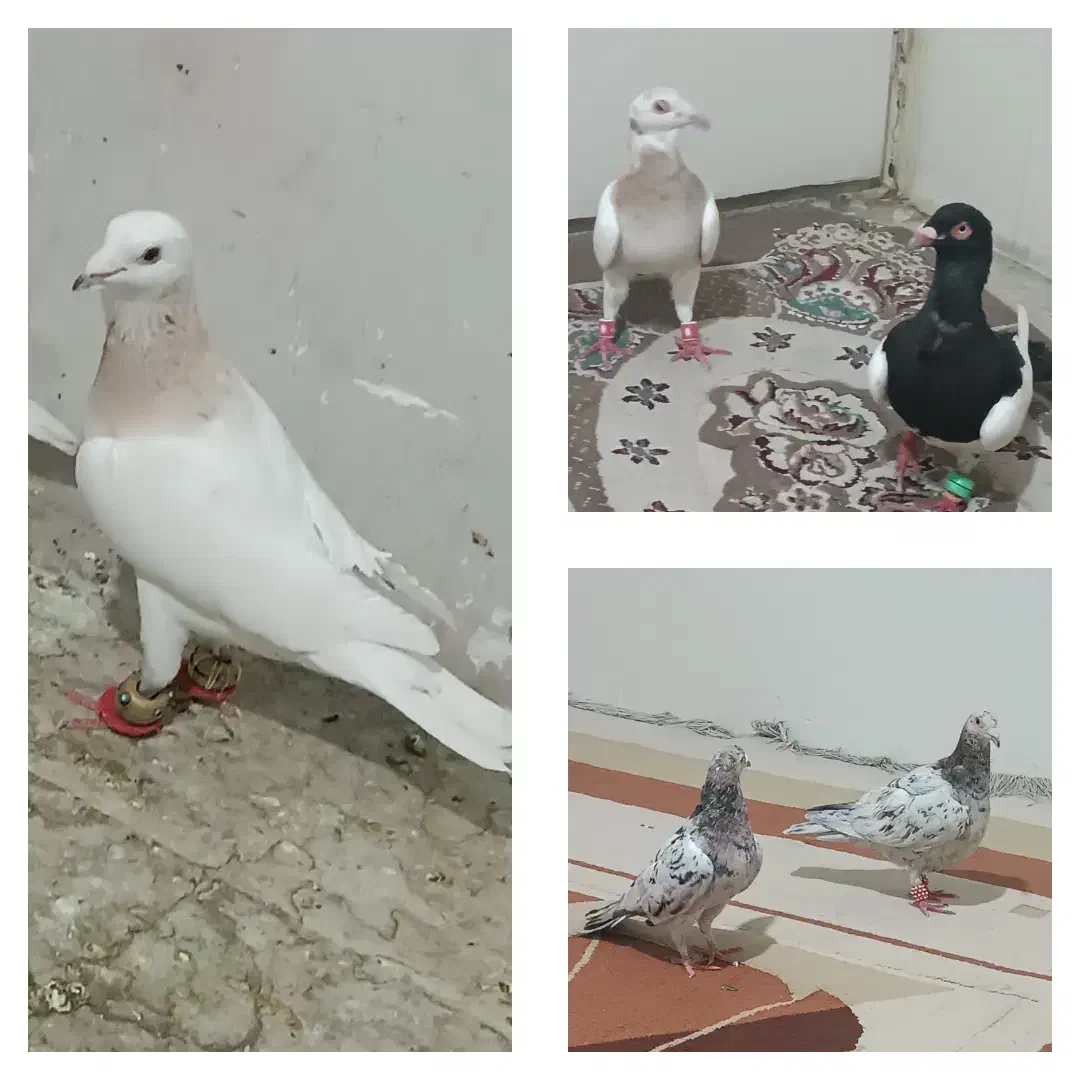 سرور شهرستانی هفت رنگ|پرنده|تهران, دستغیب|دیوار