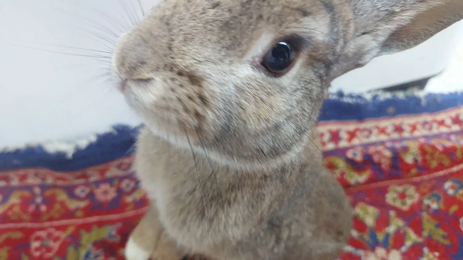 خرگوش|موش و خرگوش|ورامین, ورامین|دیوار