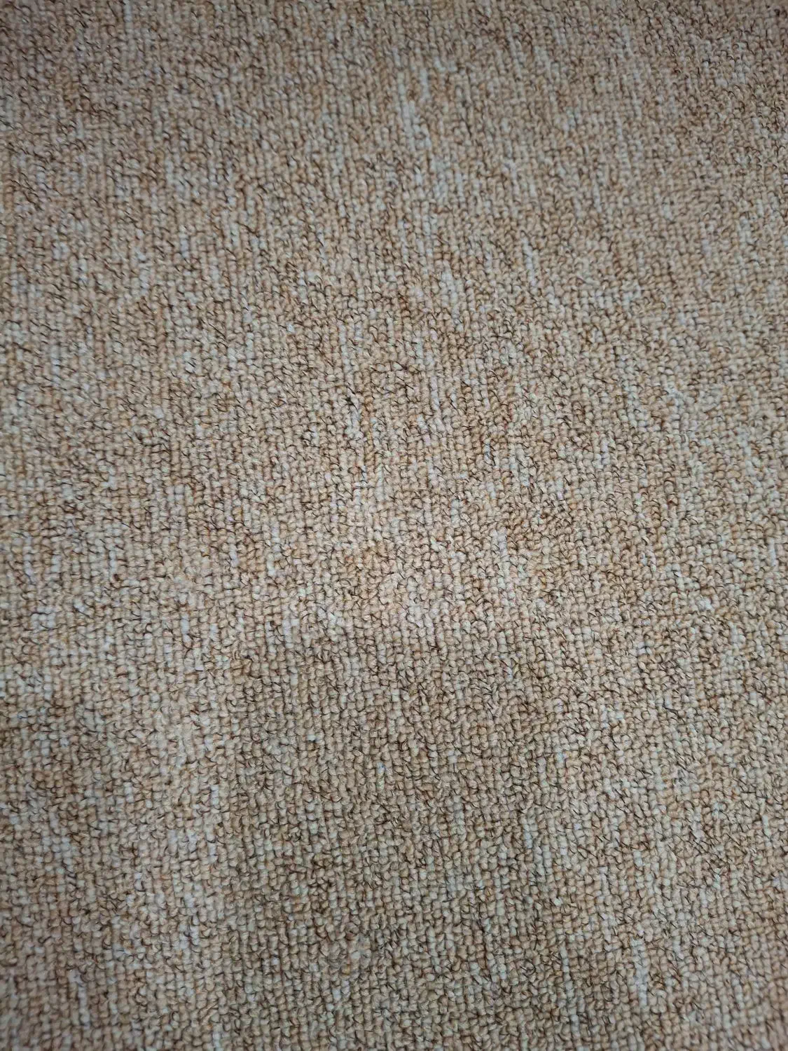 پالاز فروشی|موکت|رامهرمز, |دیوار