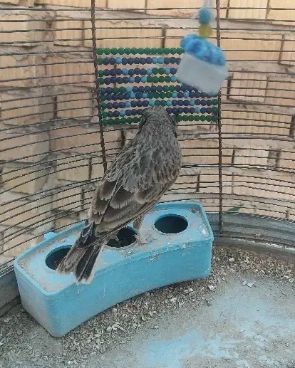 سهره خاکی و سهره قناری|پرنده|شیراز, کوشک میدان|دیوار