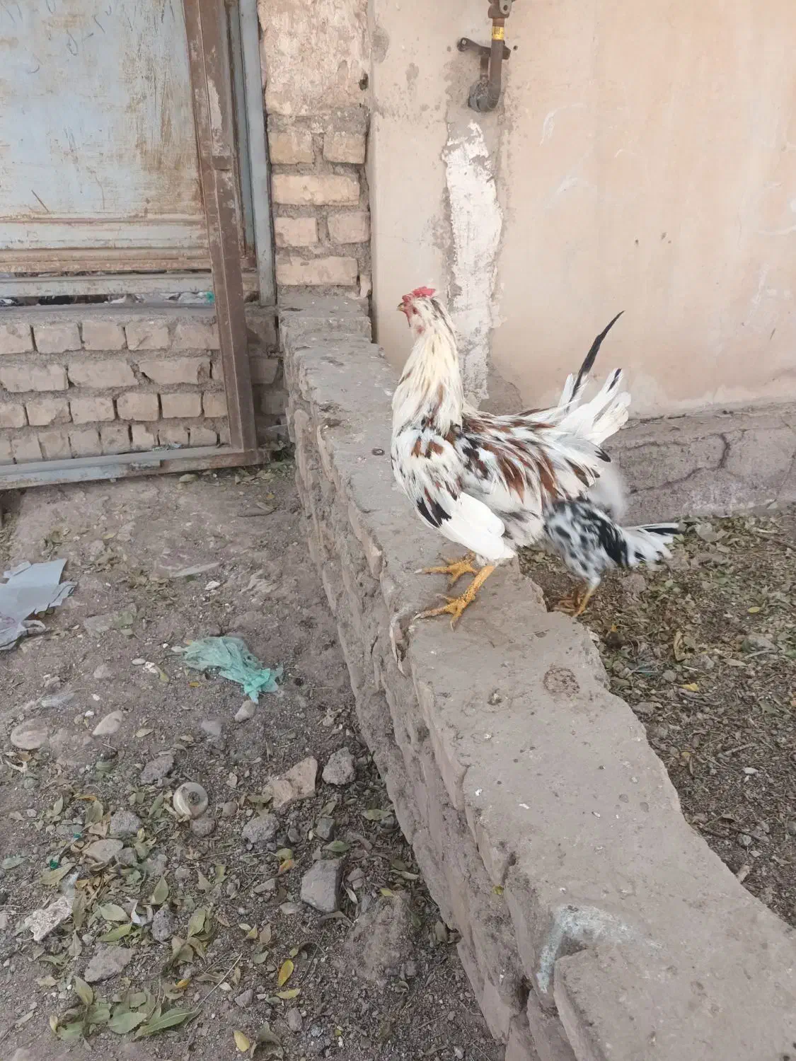 خروس گلین|حیوانات مزرعه|زرندیه, |دیوار