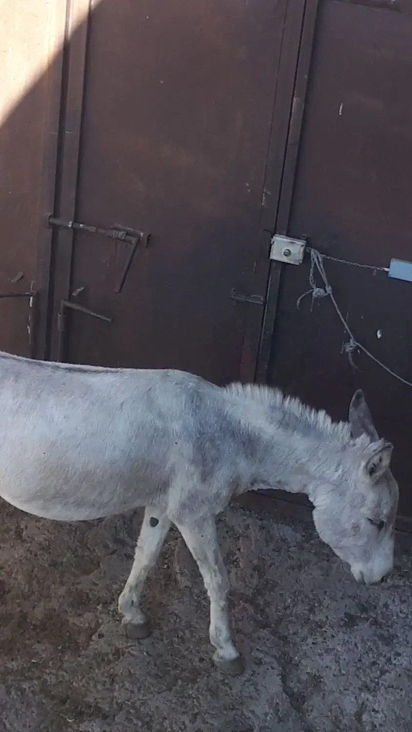 خر باربری|حیوانات مزرعه|زند, |دیوار