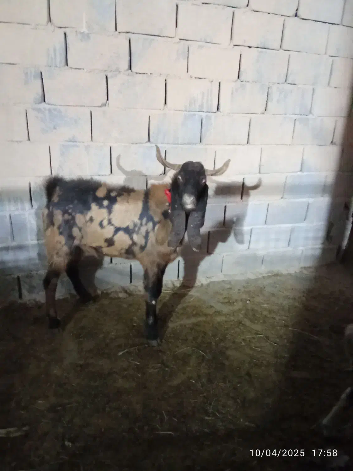 نر بز|حیوانات مزرعه|کهریزک, |دیوار