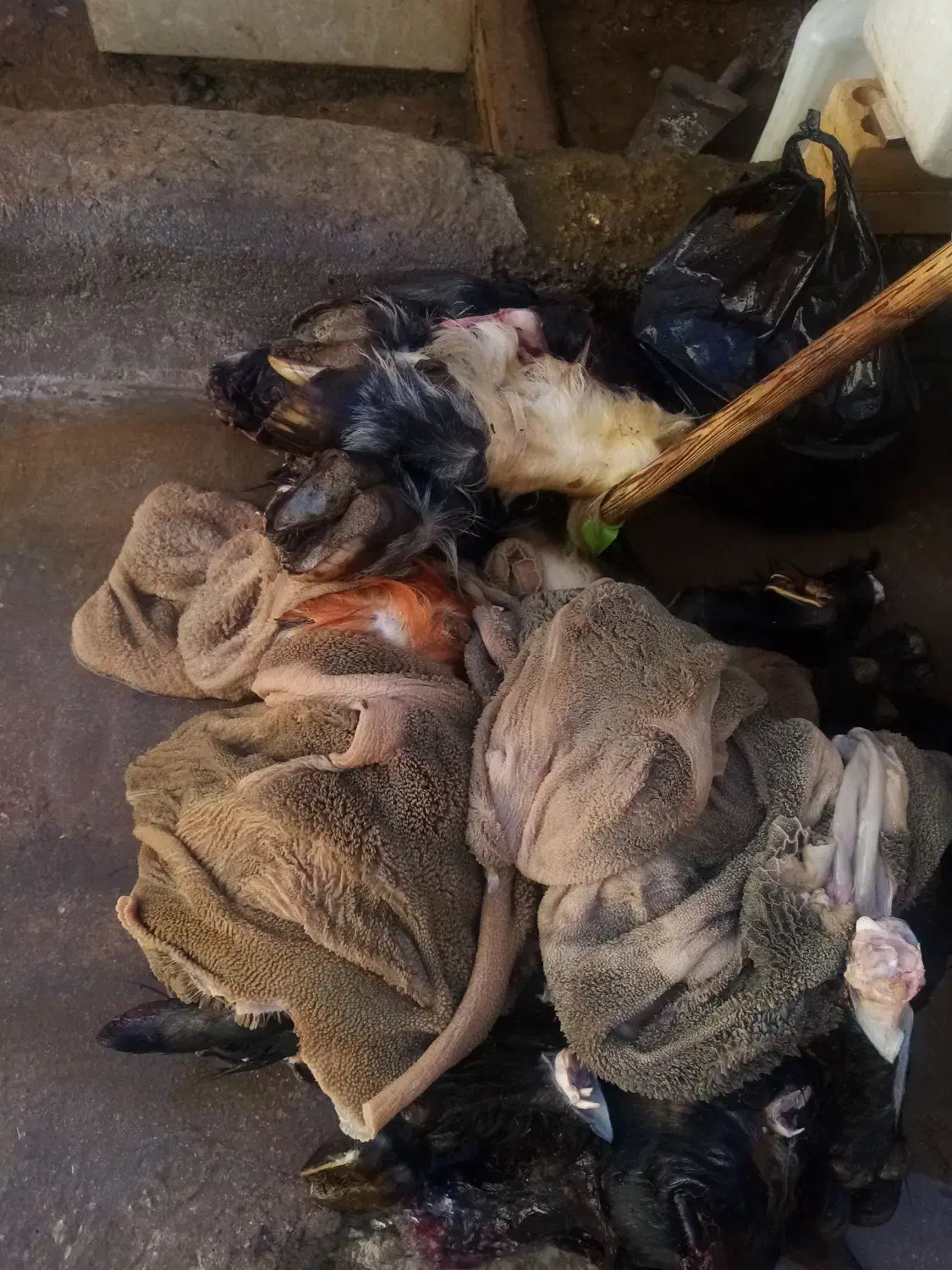 430|حیوانات مزرعه|مسجد سلیمان, |دیوار