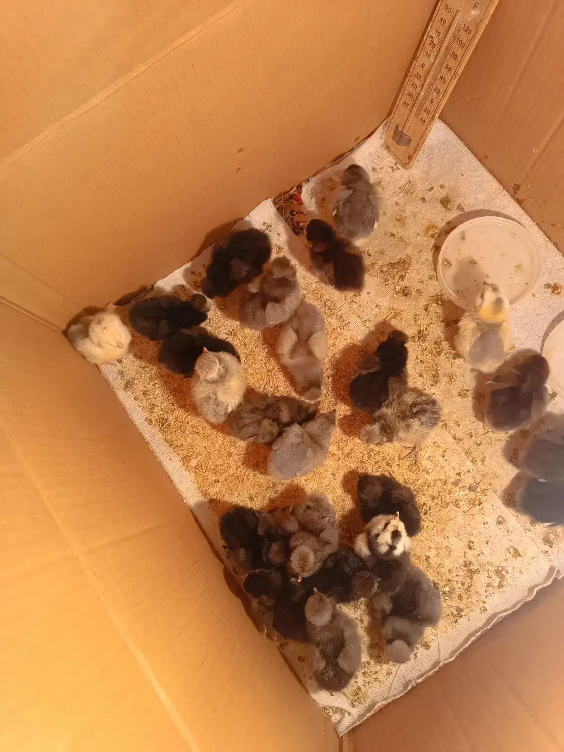 جوجه گلین و پولند|حیوانات مزرعه|همدان, |دیوار