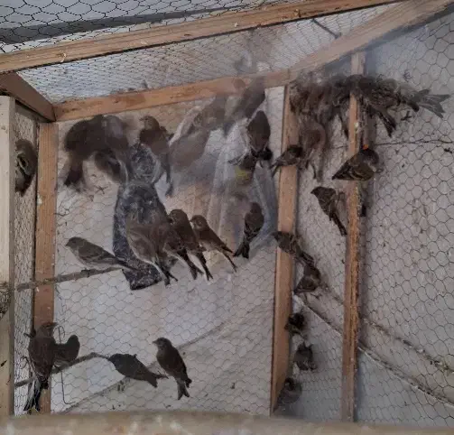 گلبسر|پرنده|اراک, |دیوار