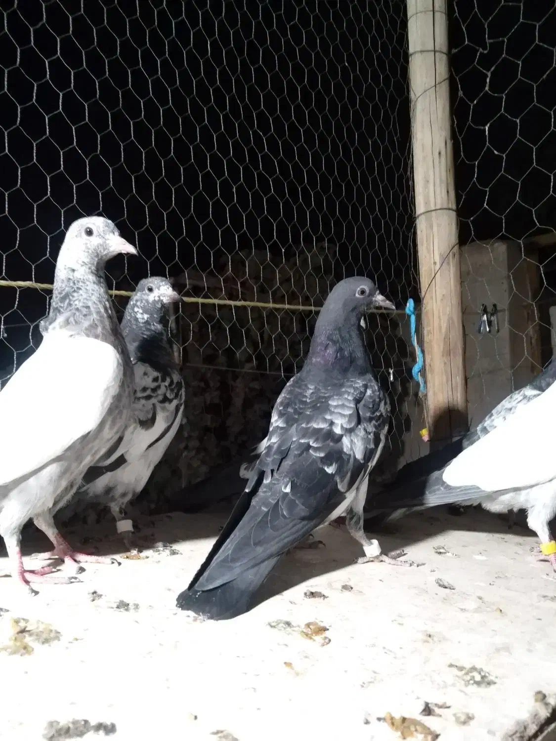 کبوتر تیدی پاکستانی|پرنده|شاهینشهر, کوی مهدیه|دیوار