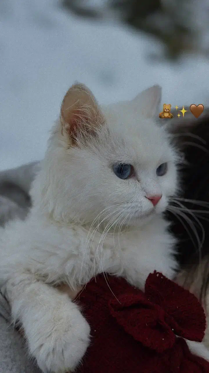 گربه|گربه|بانه, |دیوار