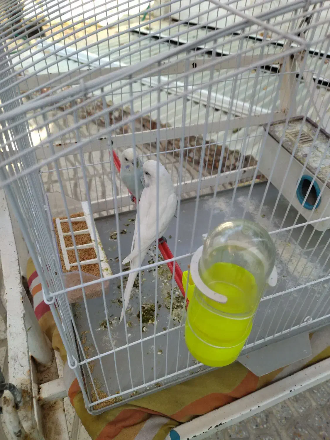 فروش یه جفت مرغ عشق جفتی هلندی|پرنده|شیراز, شهرک والفجر|دیوار