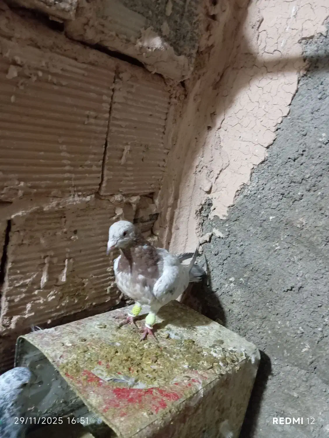 کله هما و جوجه هفت رنگ|پرنده|سبزوار, جوادیه شرقی|دیوار