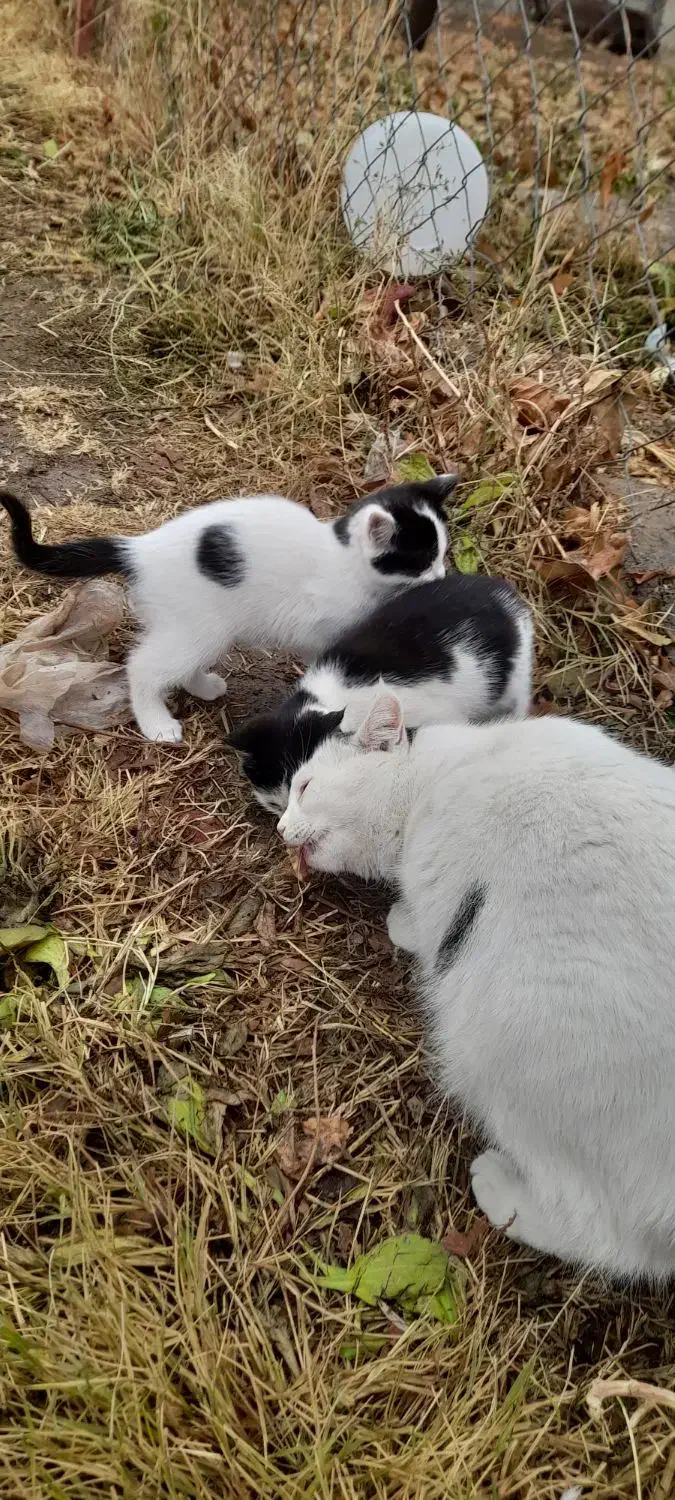 دوتا بچه گربه به همراه مادرشون|گربه|مراغه, |دیوار