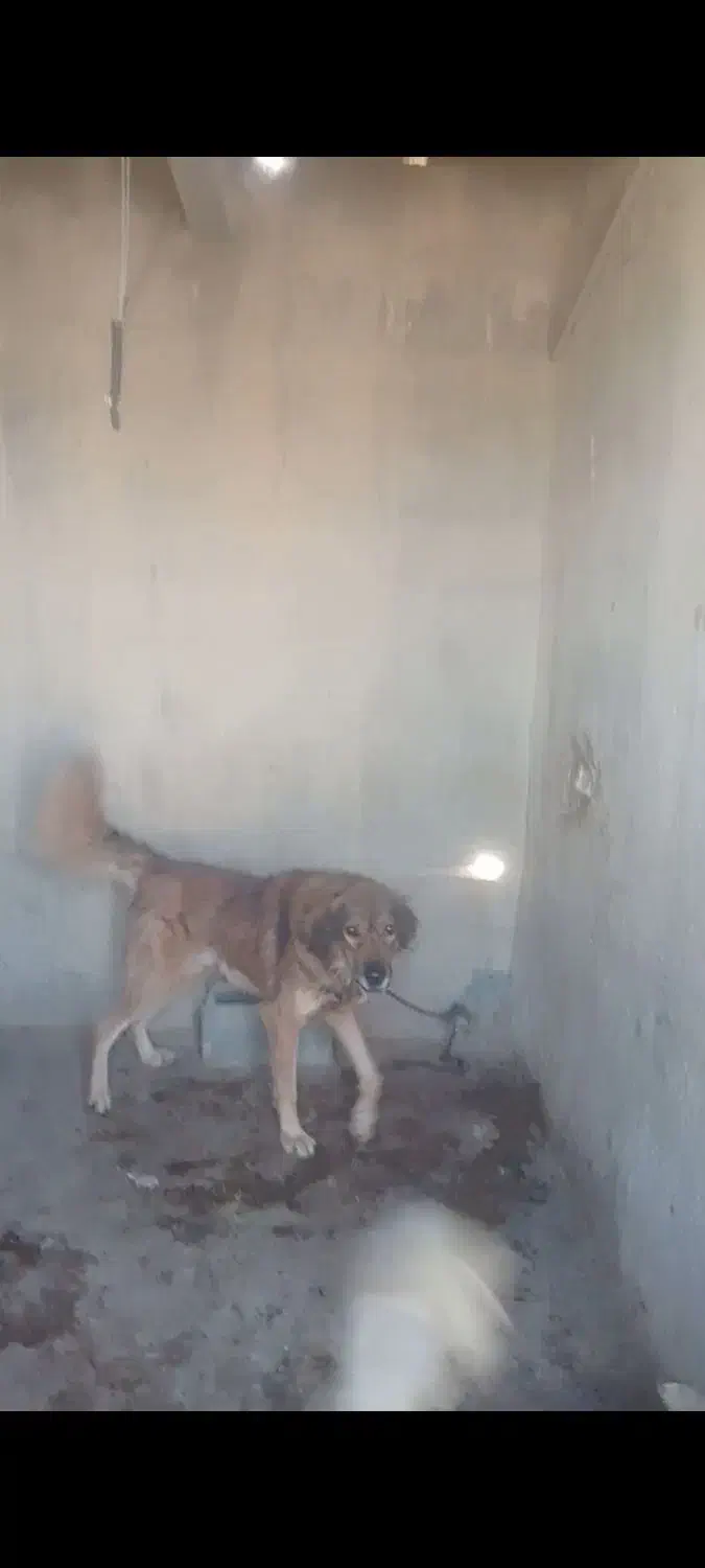 قدجونی نگهبان|سگ|شیراز, شهرک ویلایی بهاران|دیوار