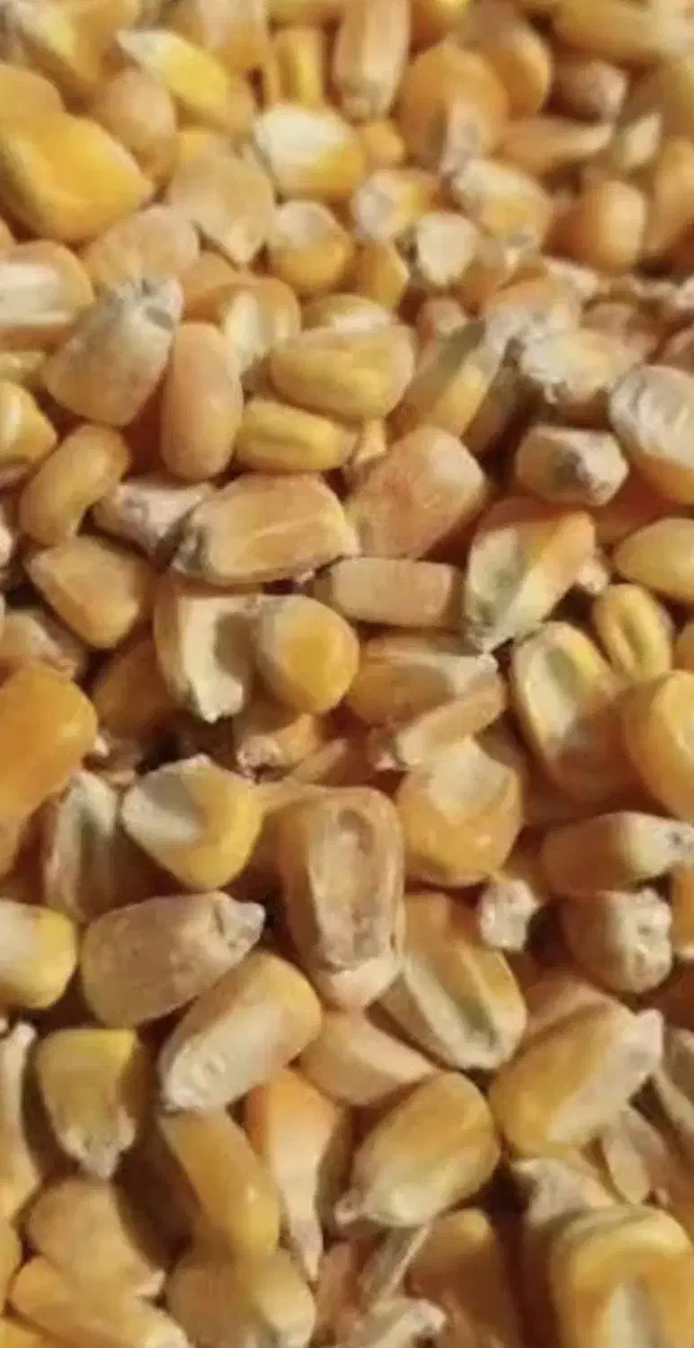 ذرت برزیل|لوازم جانبی حیوانات|یزد, |دیوار