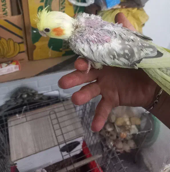 پرنده عروس|پرنده|همدان, |دیوار