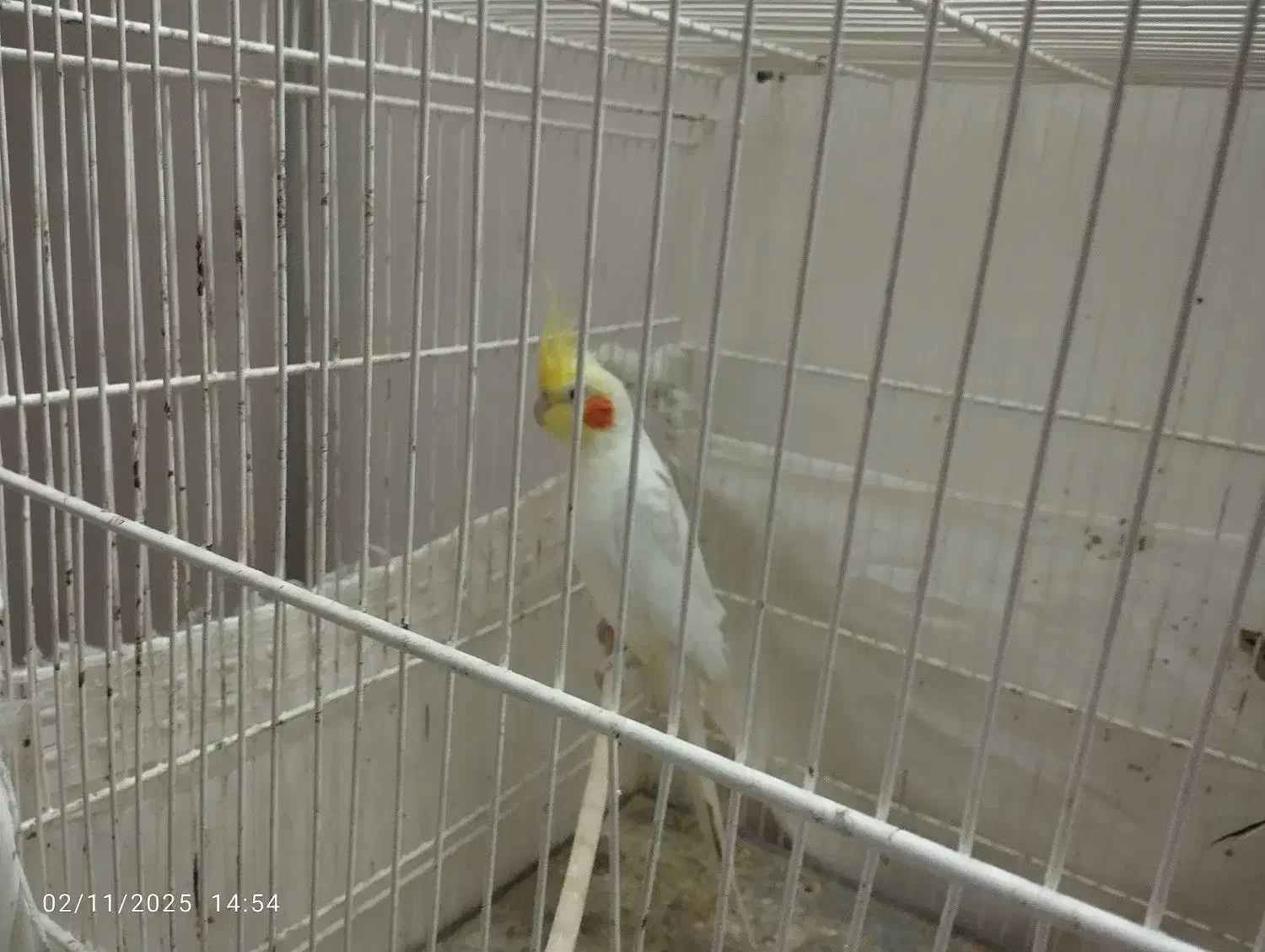 عروس هلندی رو تخم|پرنده|تربت جام, خیرآباد|دیوار