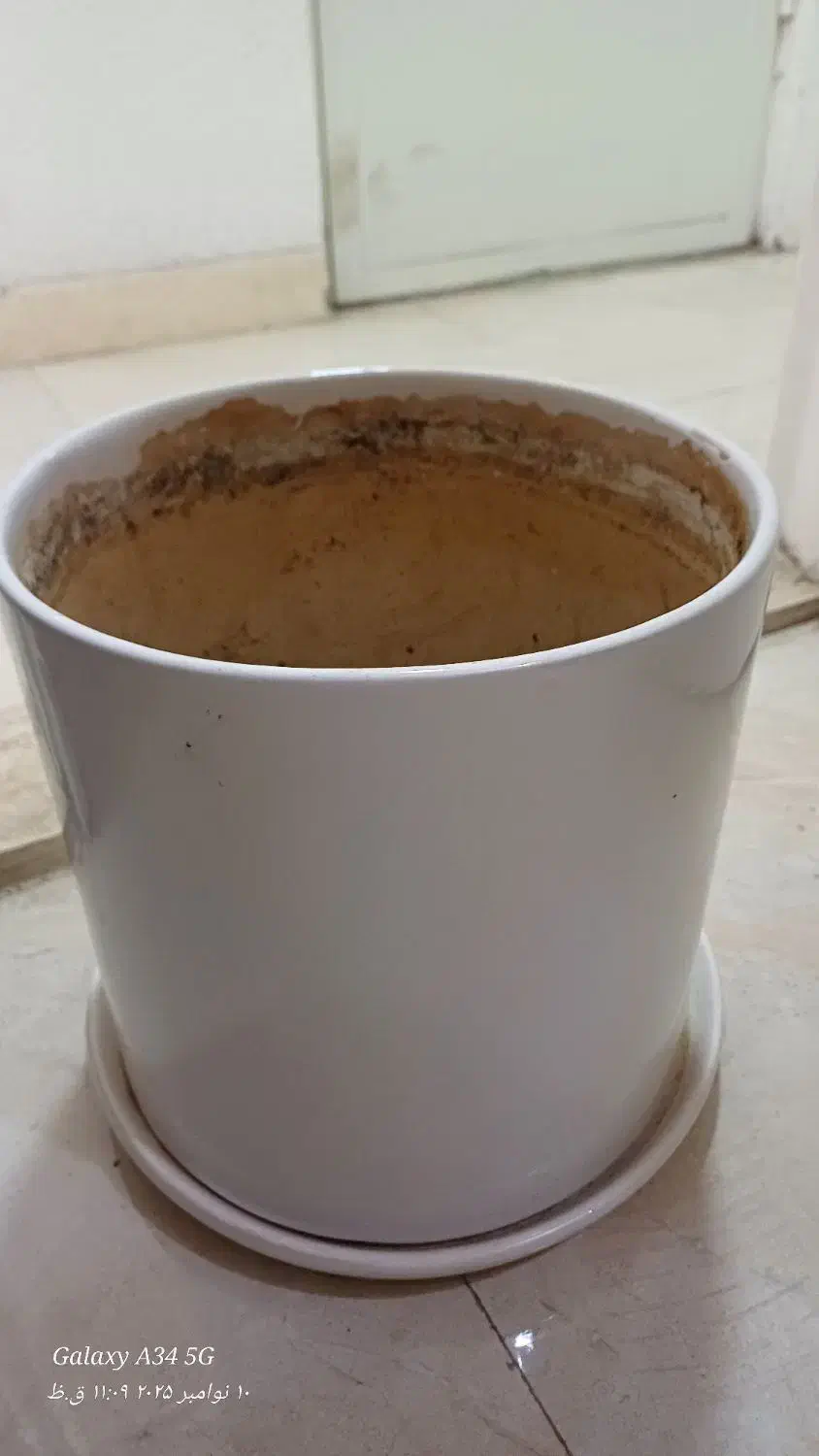 گلدان سفالی بزرگ|گل و گیاه طبیعی|رشت, حاجی آباد|دیوار