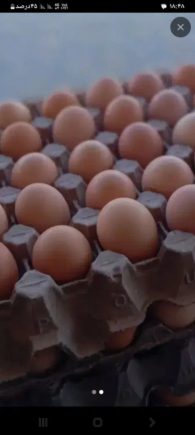 تخم مرغ خانگی|خوردنی و آشامیدنی|آبکوه, |دیوار