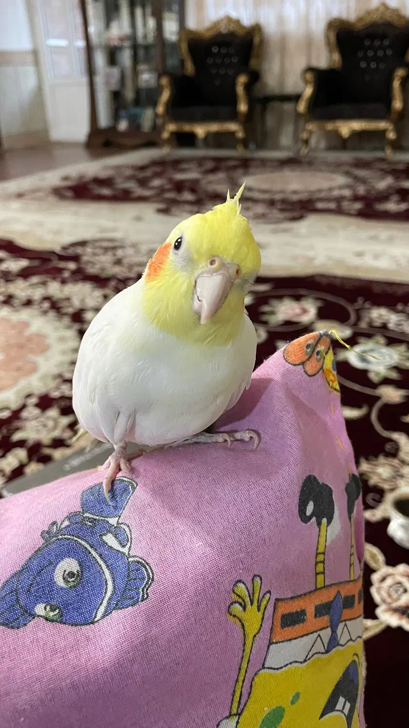 عروس هلندی|پرنده|فولادشهر, C1|دیوار