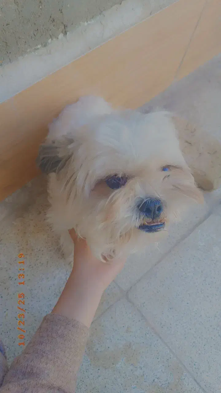 سگ شیتزو|سگ|مشهد, انقلاب|دیوار