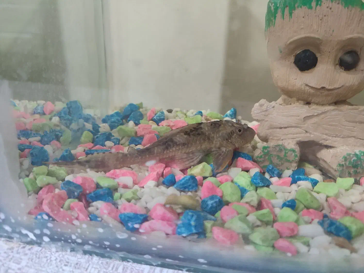 لجن خوار بزرگ|ماهی|ماهدشت, |دیوار