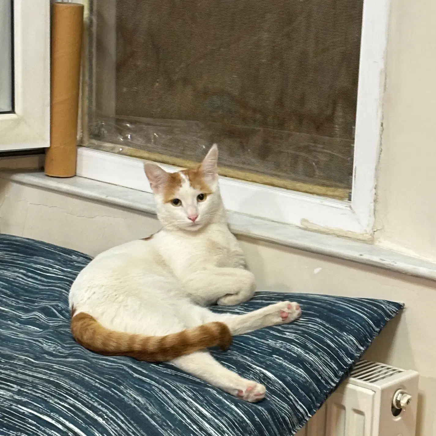 گربه|حیوانات|زنجان, |دیوار