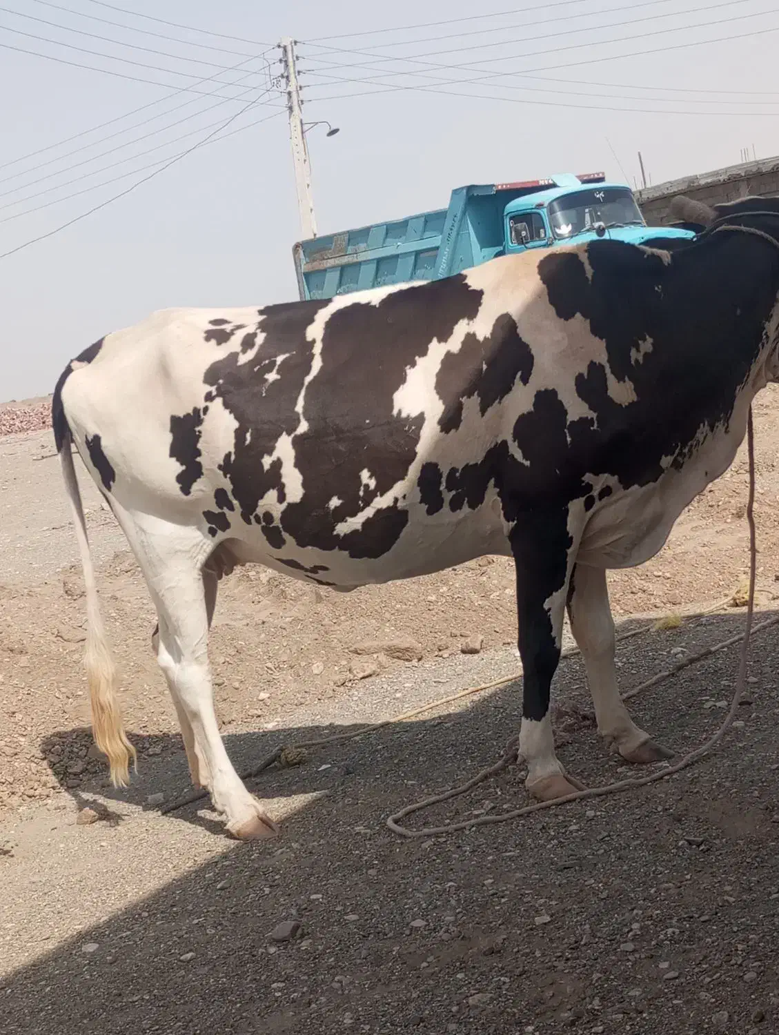 گاو اسراعیلی فروشی|حیوانات مزرعه|چاه داد خدا, |دیوار