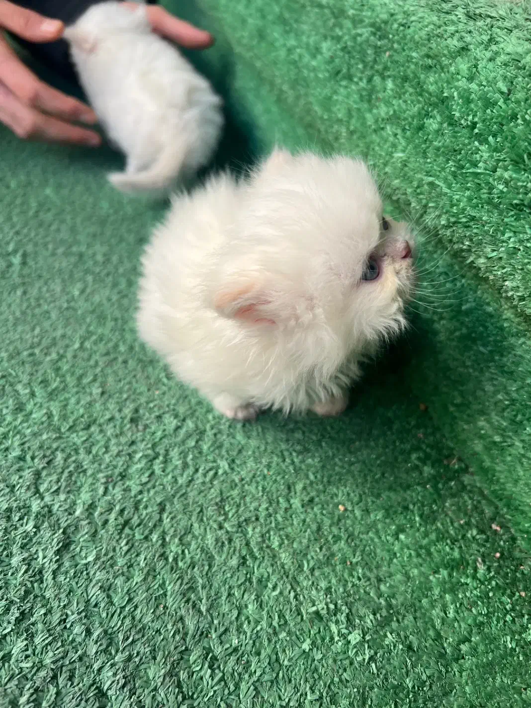 گربه پرشین|گربه|شیراز, آزادی|دیوار