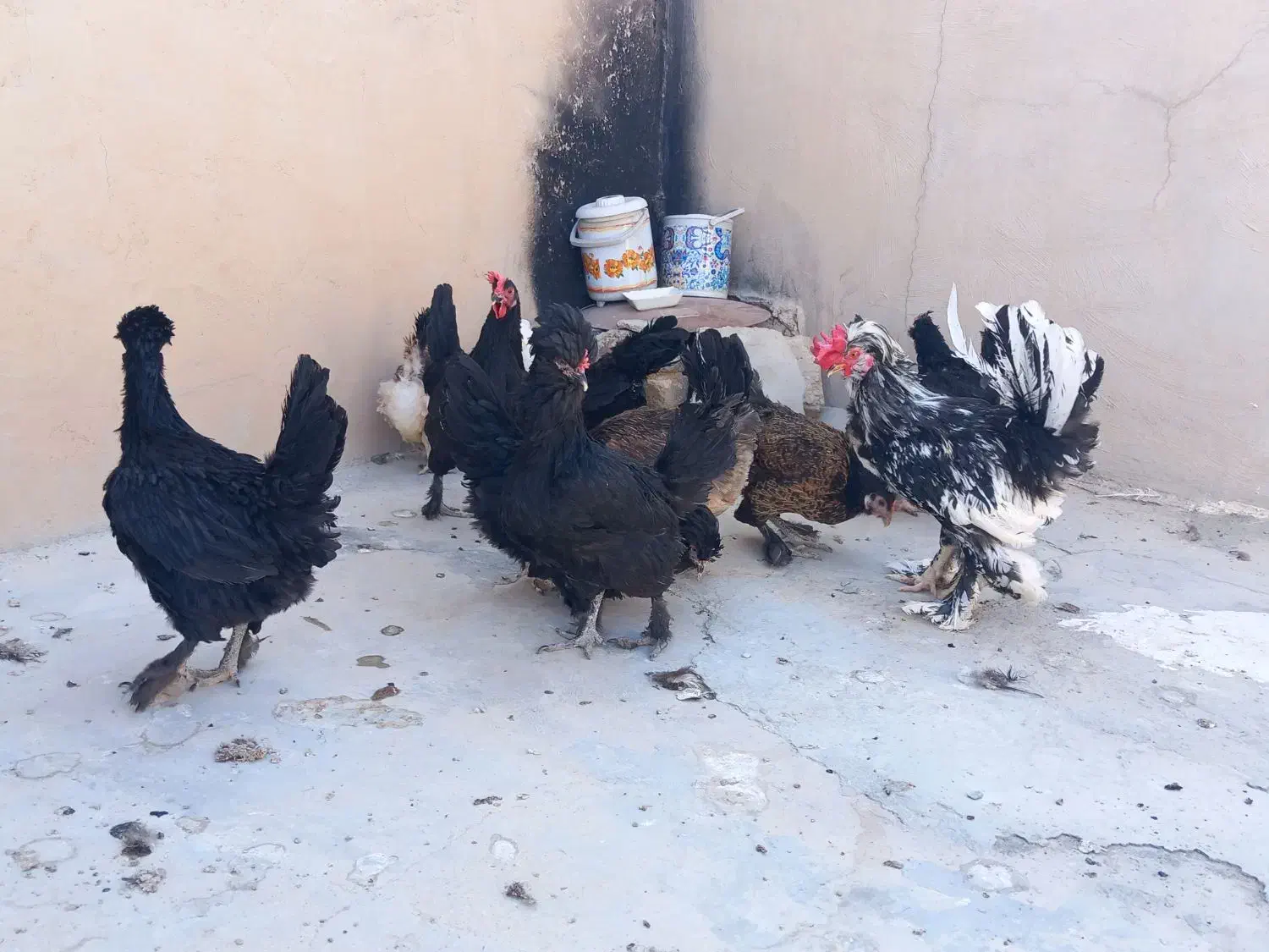 مرغ و خروس تخم گذار|حیوانات مزرعه|گراش, |دیوار