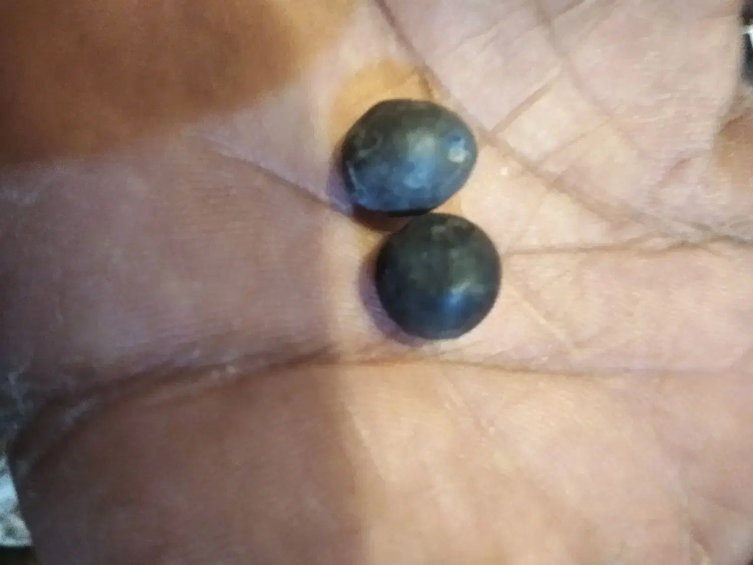 یک جفت مهره گبری|کلکسیون اشیاء عتیقه|شوشتر, |دیوار