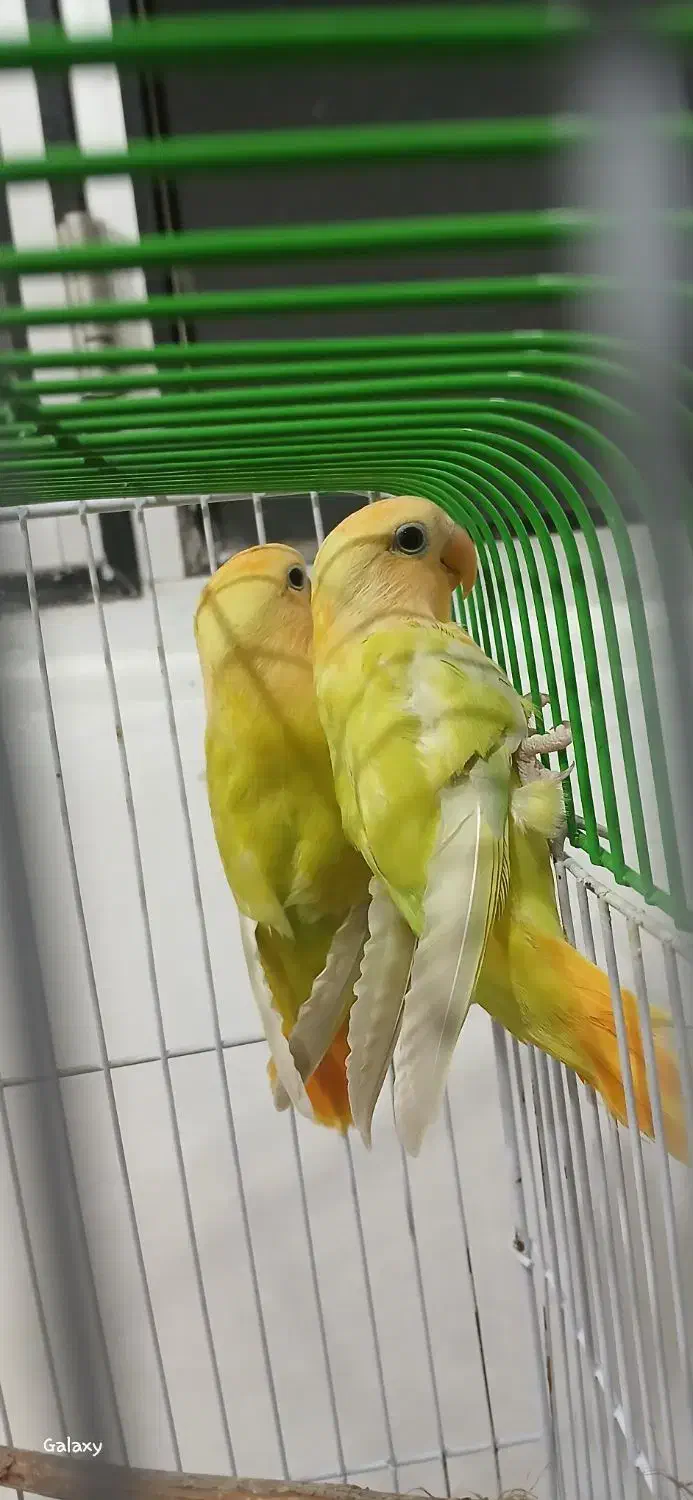 طوطی برزیلی|پرنده|حویق, |دیوار