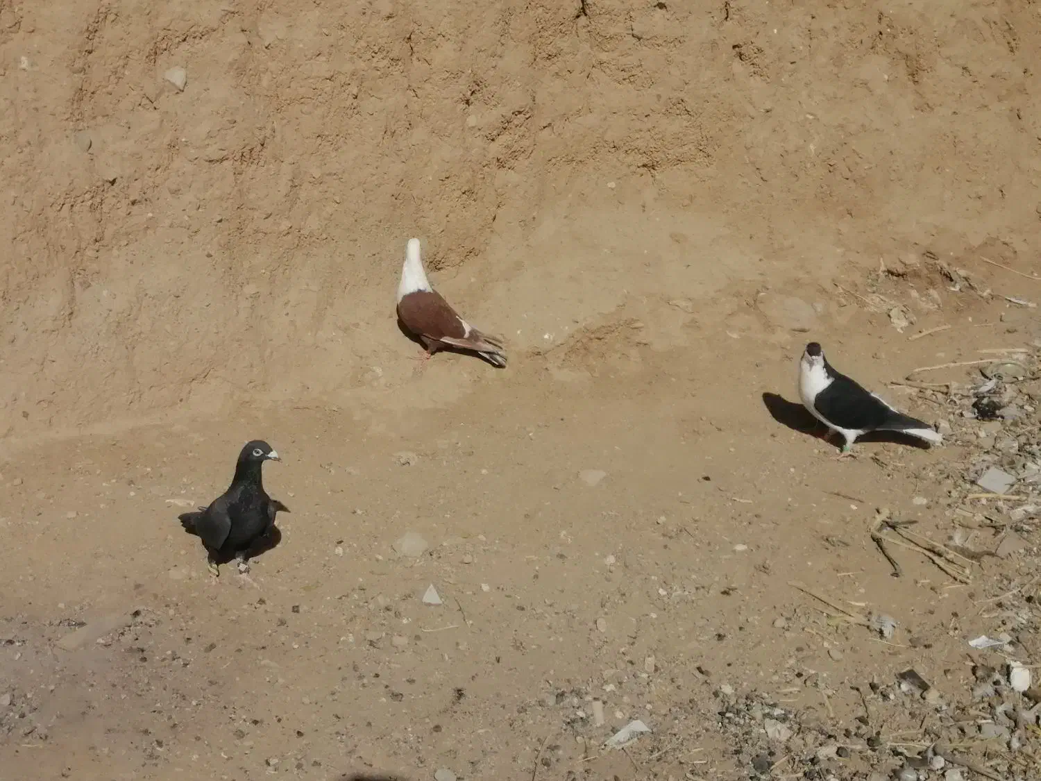 کفتر کلاغ ساده زاغ|پرنده|خواف, |دیوار