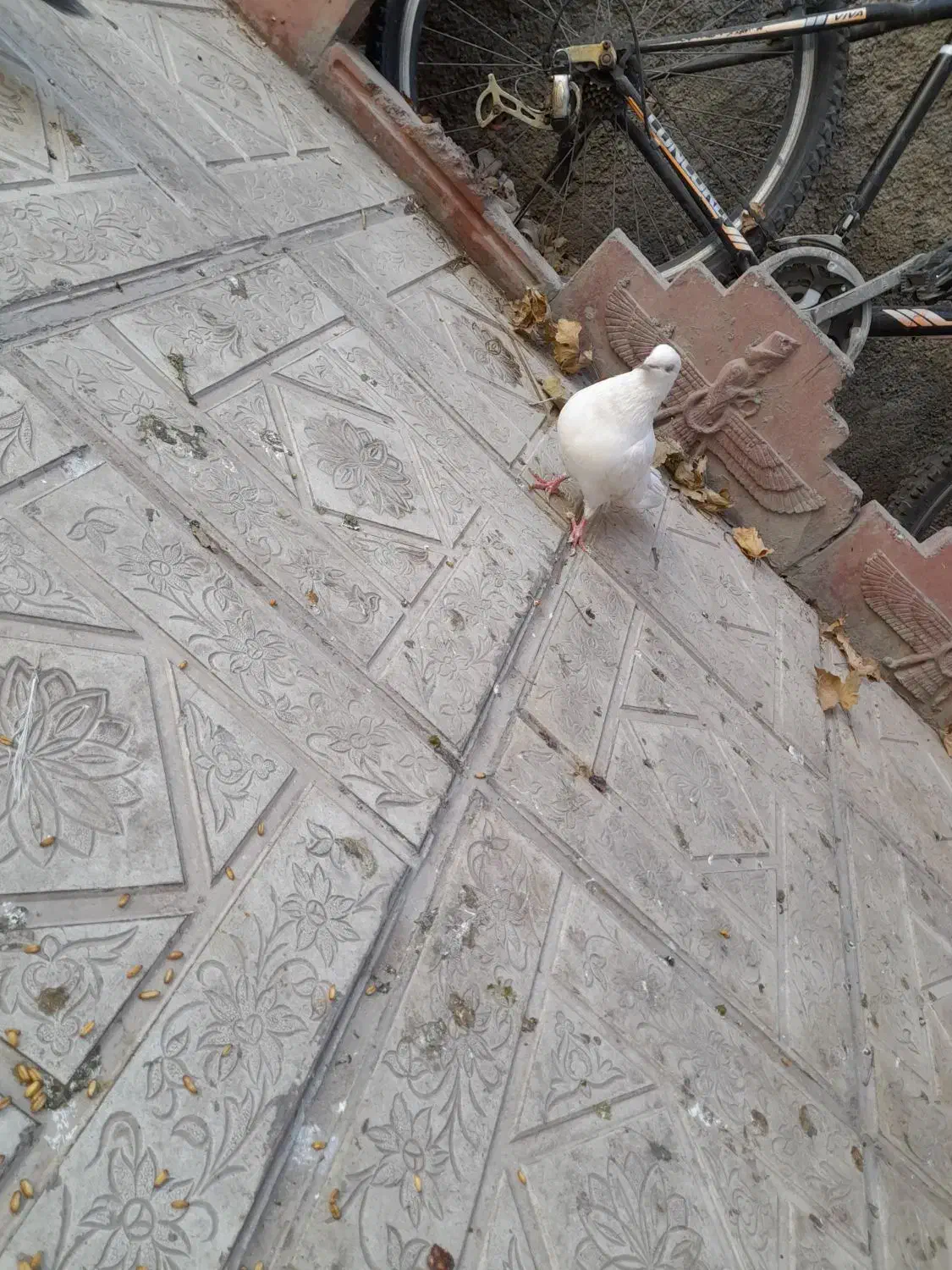 کفتر|پرنده|رباطکریم, منجیل آباد|دیوار