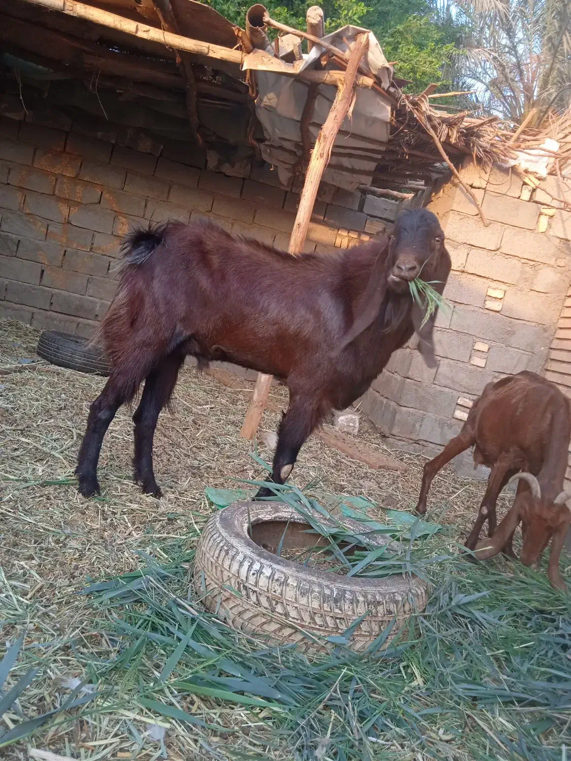 بز نر افغانی|حیوانات مزرعه|خرمشهر, |دیوار