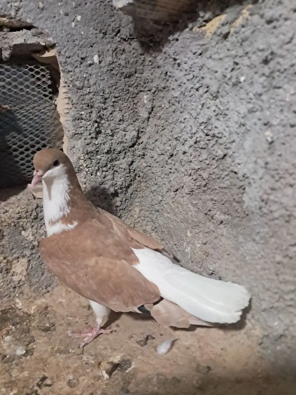 کله ای شهری|پرنده|بندر ماهشهر, |دیوار