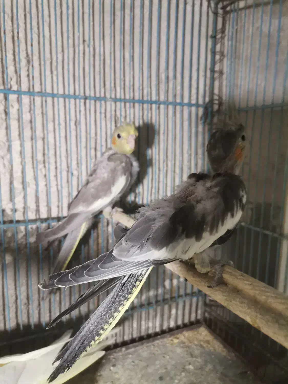 عروس هلندی لوتینو ومرغ عشق انگلیسی|پرنده|قم, هنرستان|دیوار