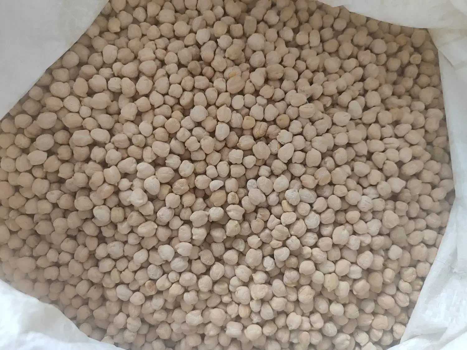 نخود درجه یک کرمانشاه ارگانیک|خوردنی و آشامیدنی|هشتگرد, شهرک گلها|دیوار